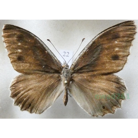 Hipparchia statilinus (Hufnagel, 1766) male Skalnik statilinus Hungaria22